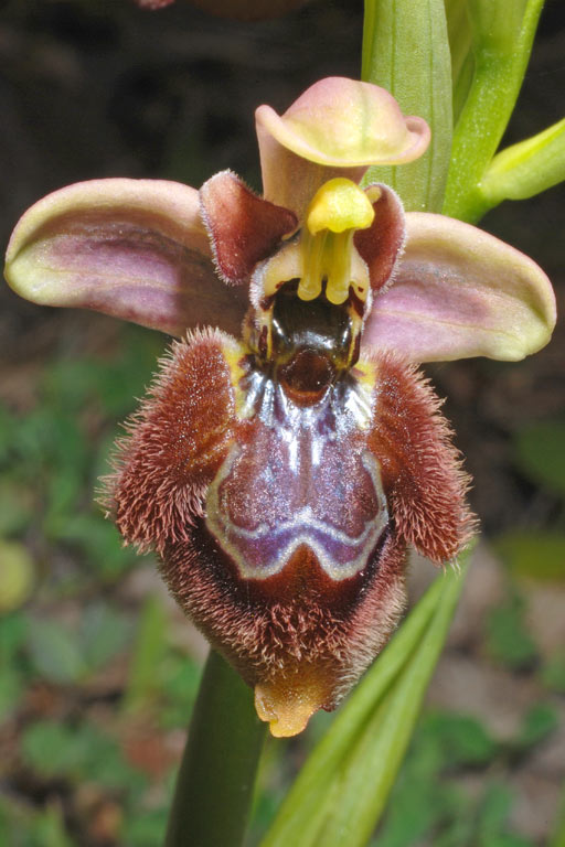 Ophrys xheraultii (19).jpg