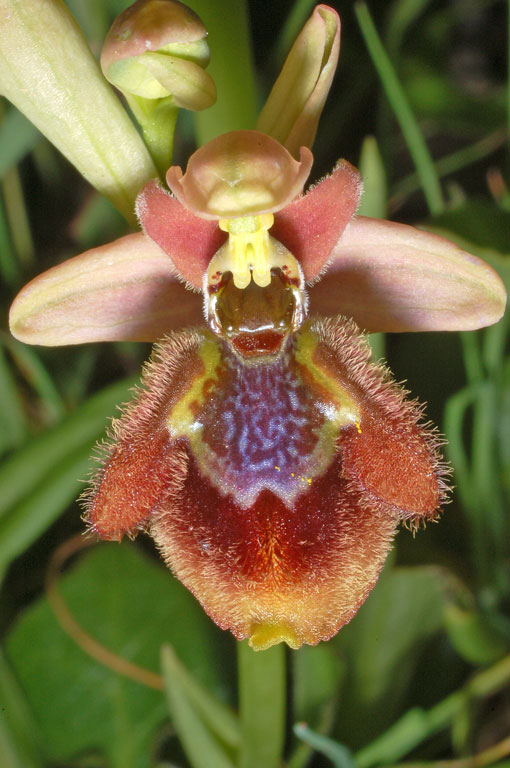 Ophrys xheraultii (20).jpg