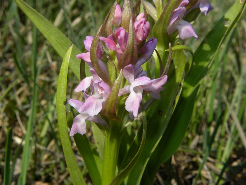 DSCN9606.JPG