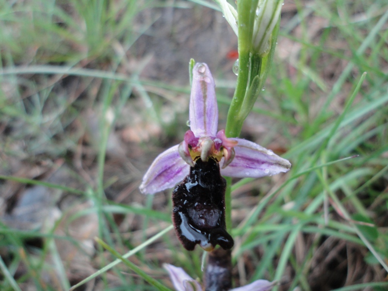 Ophrys bertolonii 03.JPG