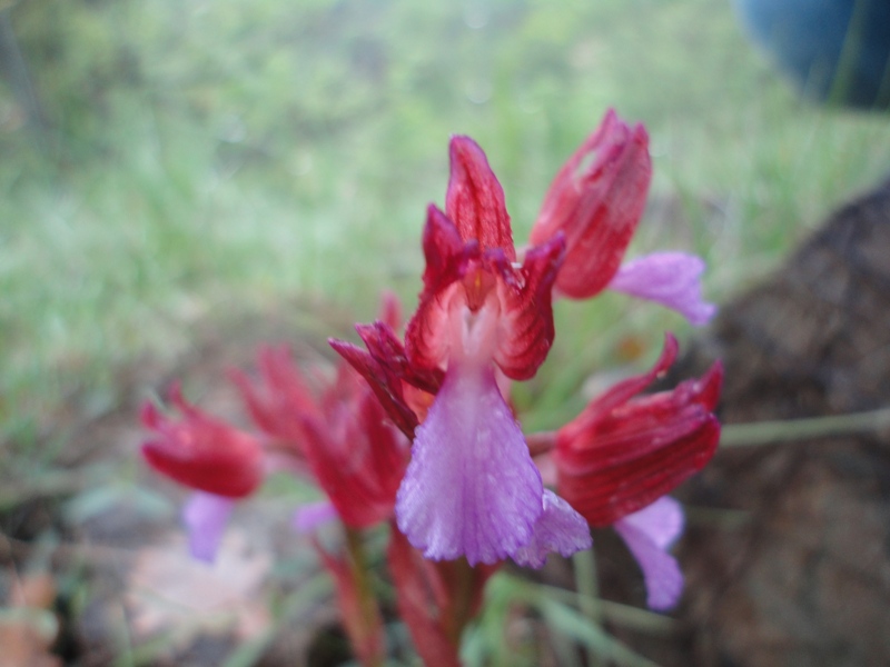 Anacamptis papilionacea 02.JPG