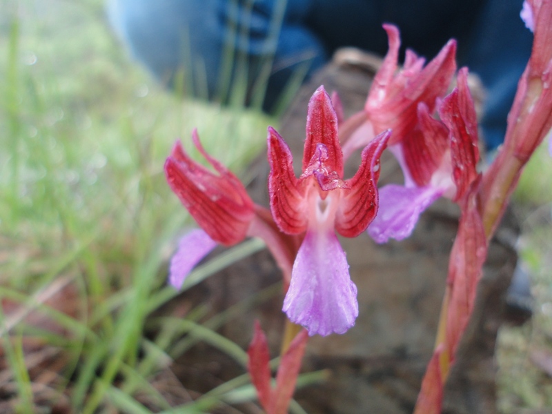 Anacamptis papilionacea 03.JPG