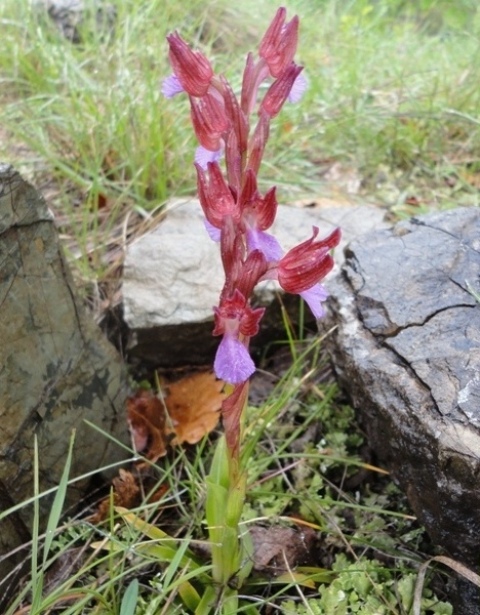 Anacamptis papilionacea 01aaaa.jpg