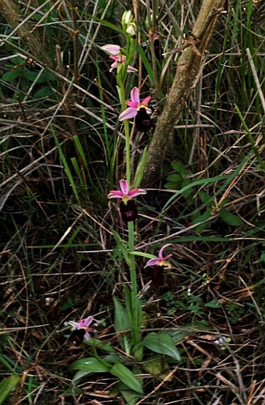 Ophrys bertolonii ssp. benacensis 5843 - Copia.JPG
