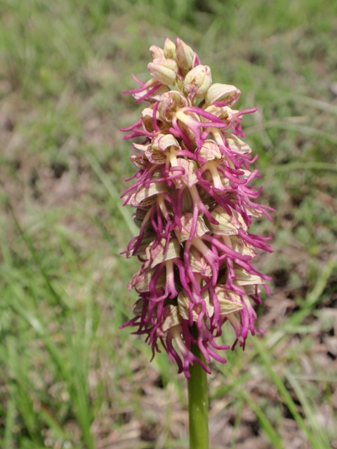 Orchis x bergonii 1.JPG