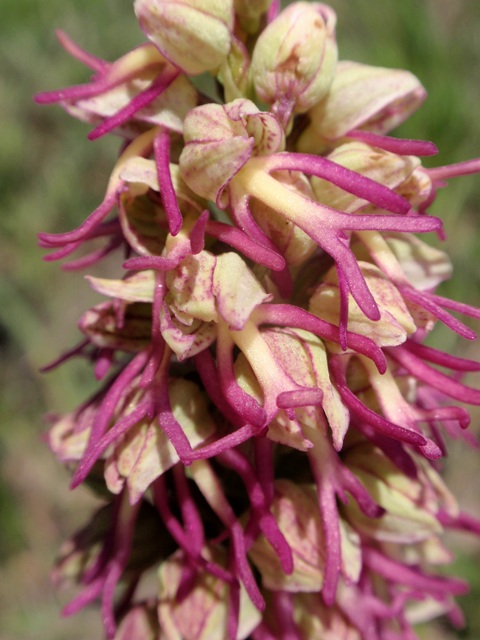Orchis x bergonii 2.JPG