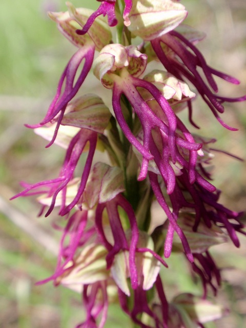 Orchis x bergonii 3.JPG
