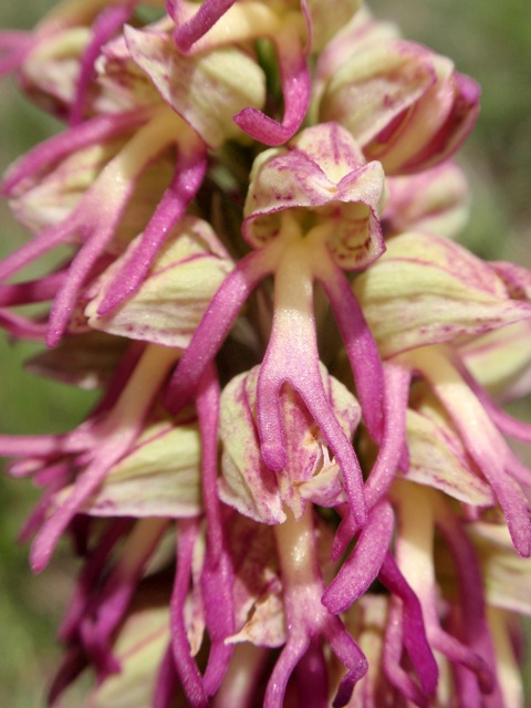 Orchis x bergonii 4.JPG