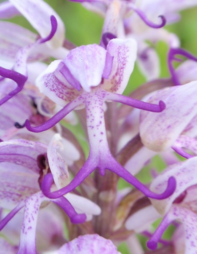Orchis simia.JPG