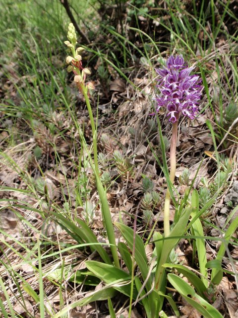 O. anthropophora & O. simia .JPG