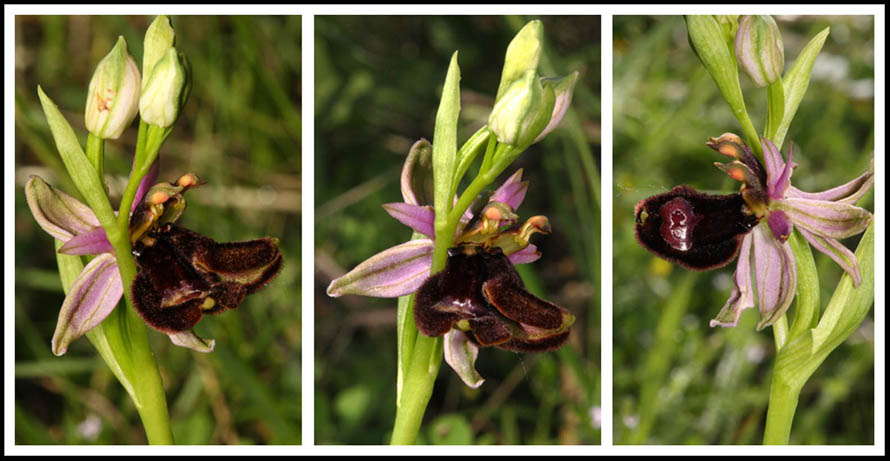 Ophrys bertolonii.jpg