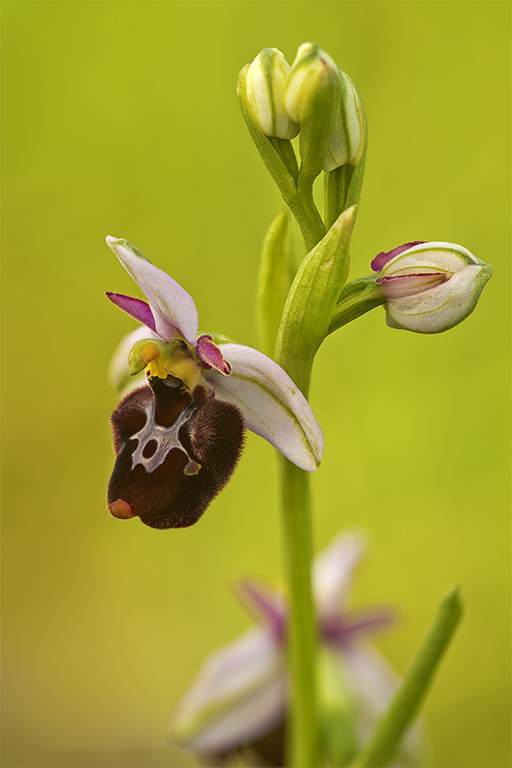 benacensis x fuciflora 2.jpg