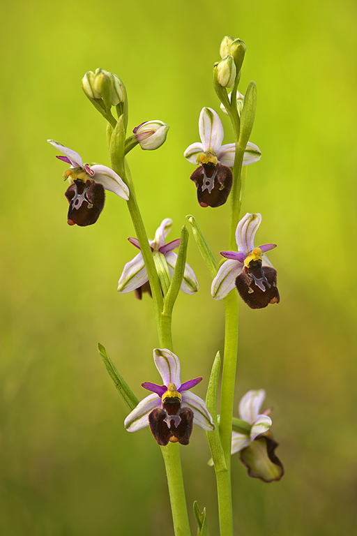 benacensis x fuciflora.jpg