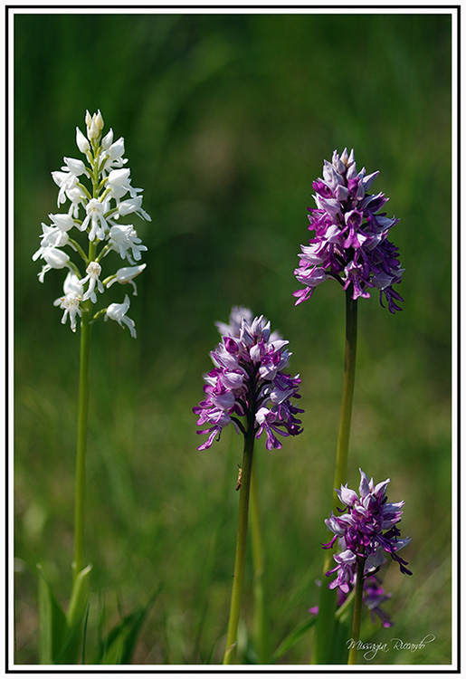Orchis Militaris con esemplare albino.jpg