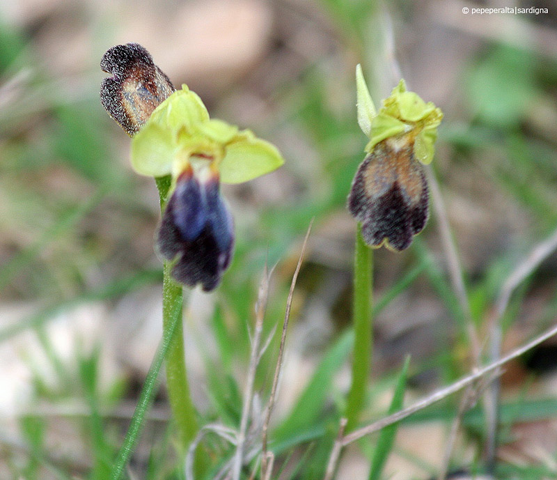 Ophrys-nurra-(1).jpg