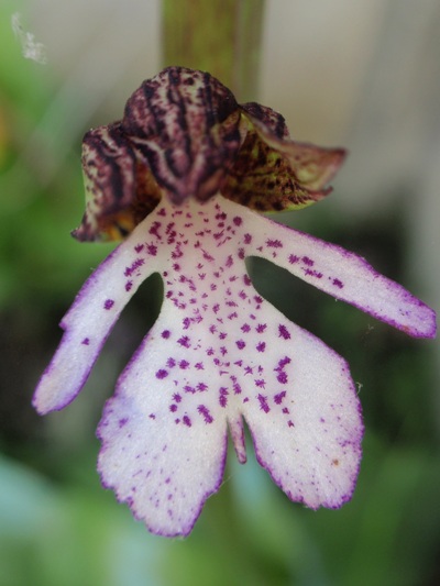 Orchis purpurea.JPG