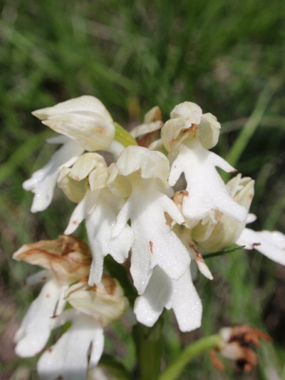 Orchis purpurea albina.JPG