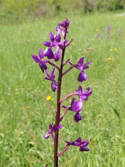 A laxiflora1.JPG