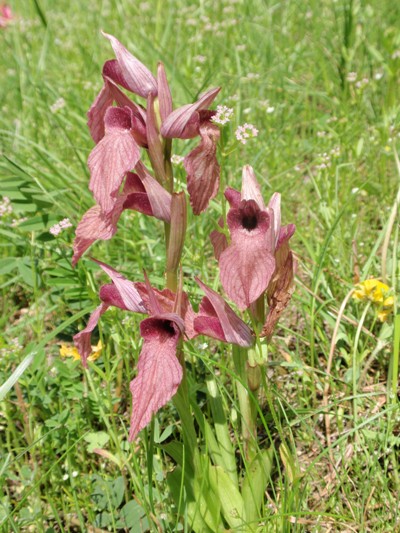 Serapias neglecta.JPG