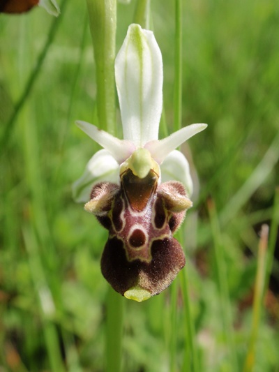 Ophrys fuciflora 3.JPG