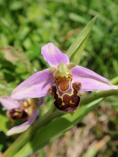 Ophrys apifera 2.JPG