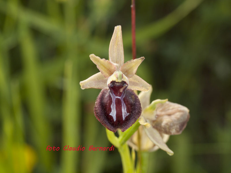 ophrys pseudoatrata.jpg