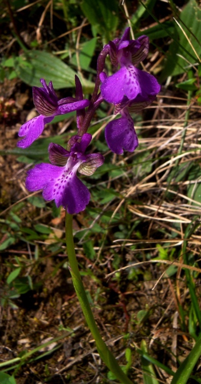 Anacamptis morio.jpg