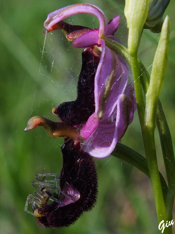 DSCF6243.jpg