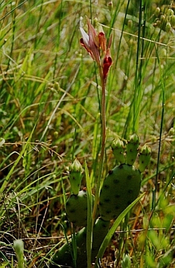 Serapias vomeracea 5870 - Copia.JPG