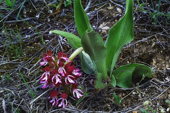 Orchis purpurea x O. simia 5809.JPG