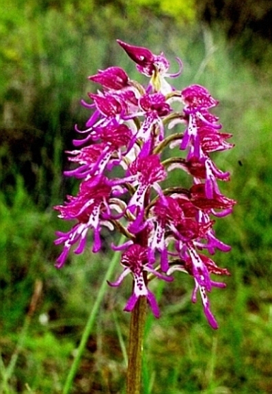 Orchis purpurea x O. simia 793.JPG