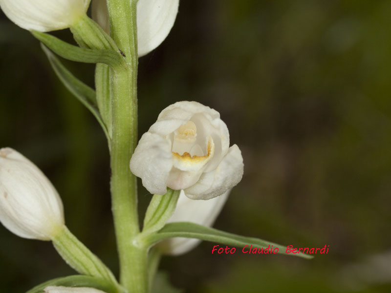 cephalanthera damasonium.jpg