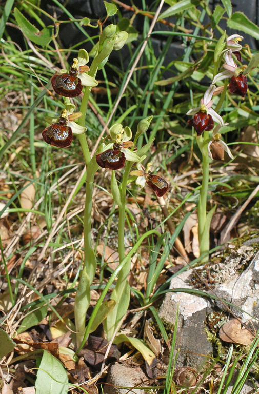 Ophrys x barbaricinae (1).jpg
