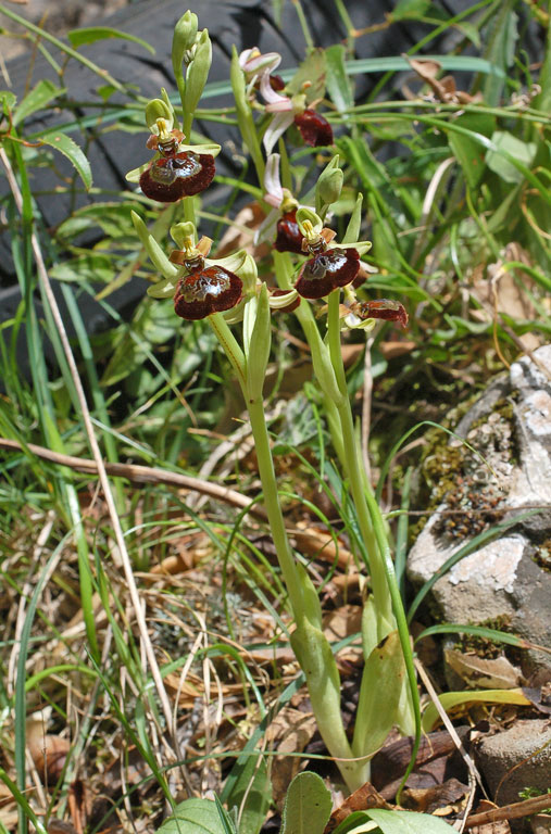 Ophrys x barbaricinae (2).jpg