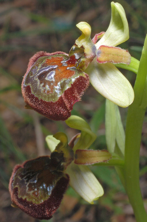 Ophrys x barbaricinae (3).jpg