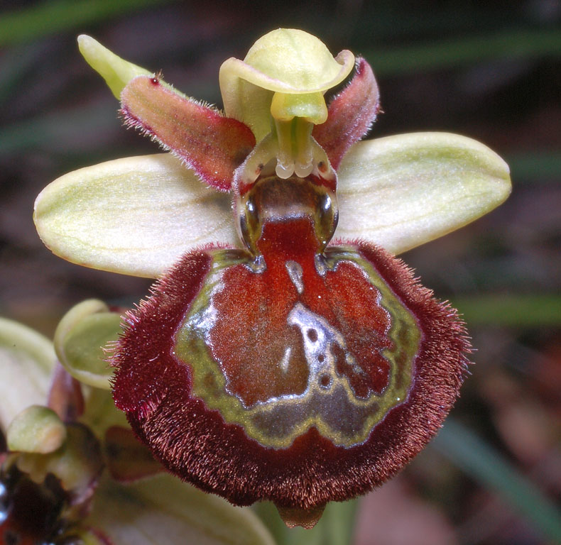 Ophrys x barbaricinae (4).jpg