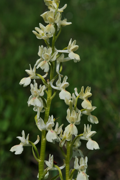 Orchis provincialis_SBias_DSC_4369giros.jpg
