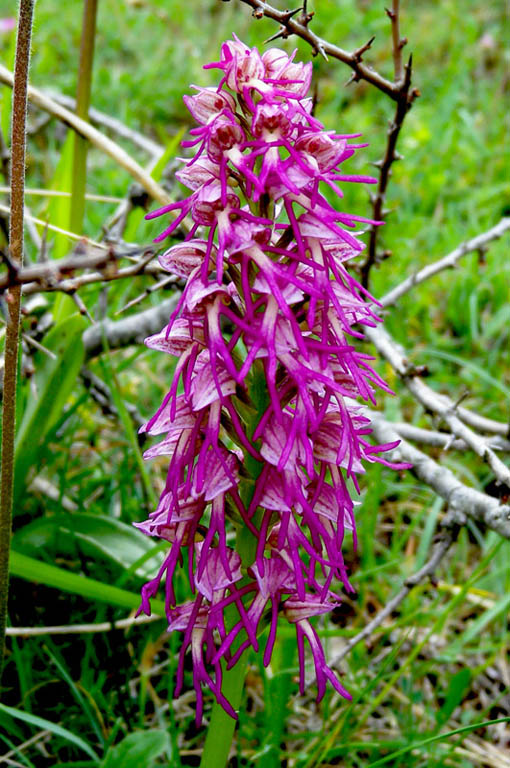 Orchis x bergonii-01giros.jpg