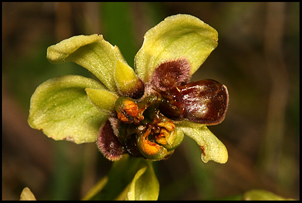 lusus bombyliflora.jpg