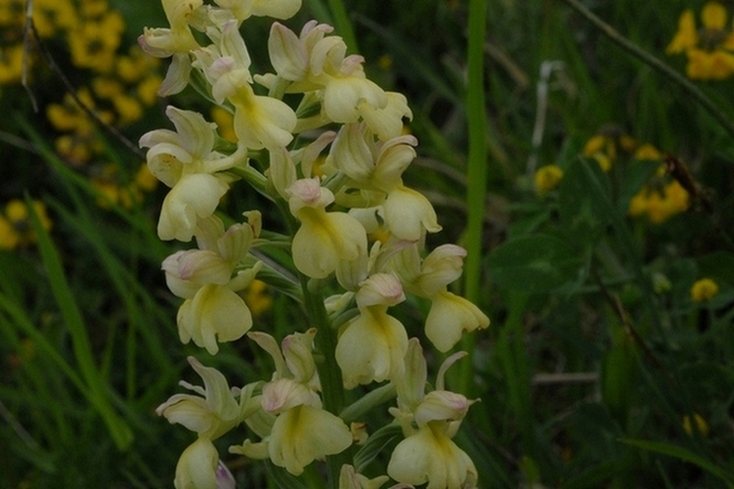 capcar-arni18-5-12 008.jpg