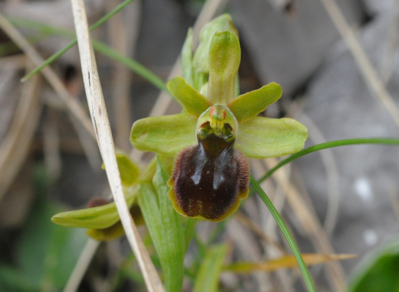 capcar-arni18-5-12 128r.jpg