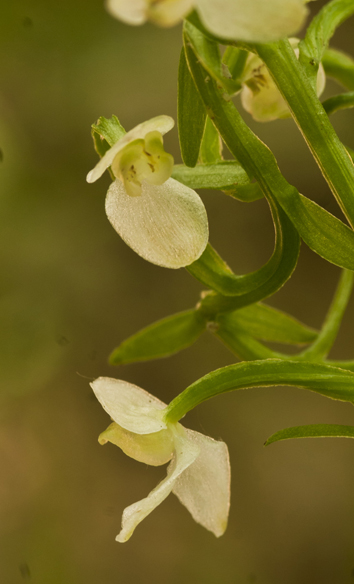 Platan lusus 5785.jpg