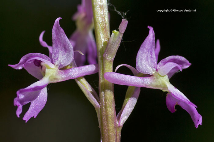 orchis_mas_pizzuto_IMG_1516f.jpg
