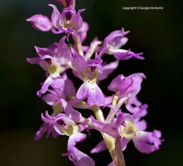 orchis_mas_pizzuto_IMG_1524f.jpg