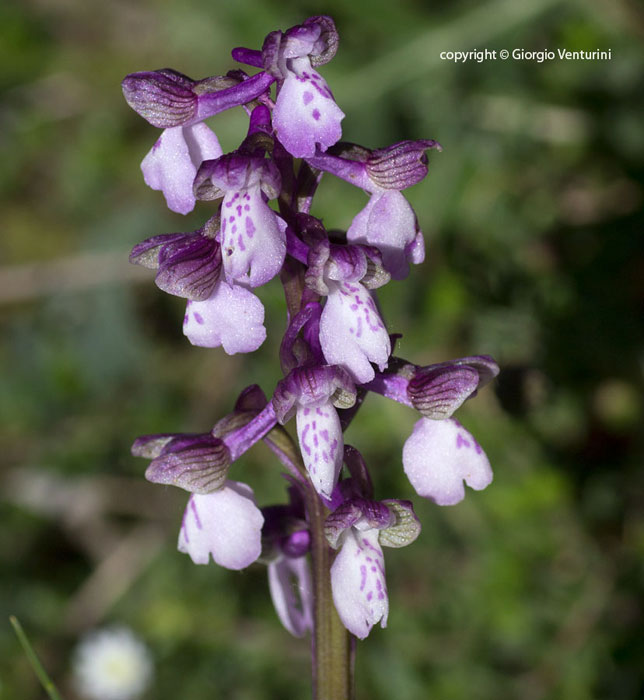 orchis_morio_pizzuto_maggioIMG_1552f.jpg