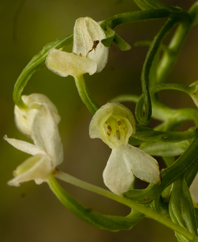 Platan lusus 5782.jpg