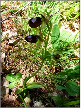 DSCF7797.JPG