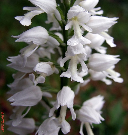 ORCHYS MILITARIS ALBINA (2) - Copia.JPG