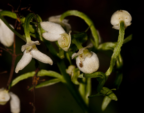 Platan lusus 5780.jpg