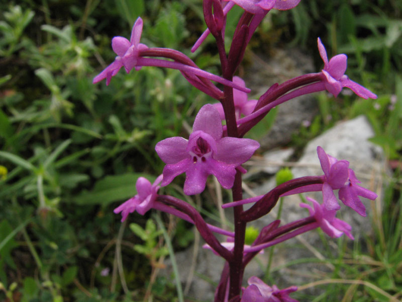 Orchis quadr_2012_gir-01.jpg